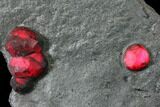 Plate of Ten Red Embers Garnets in Graphite - Massachusetts #127797-1